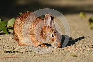 Wild Eastern Cottontail Bunny Rabbit