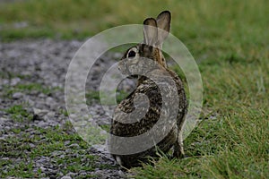 Wild Eastern Cottontail Bunny Rabbit