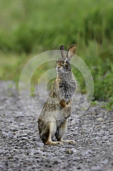 Wild Eastern Cottontail Bunny Rabbit