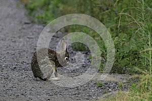 Wild Eastern Cottontail Bunny Rabbit washing