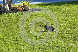 Wild eastern cottontail  rabbit on lawn with wet back