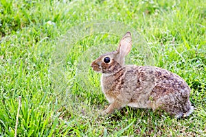 Wild eastern cottontail rabbit, Sylvilagus floridanus, in field photo