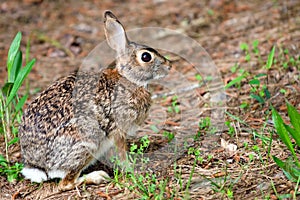 Wild eastern cottontail rabbit, Sylvilagus floridanus, in forest photo