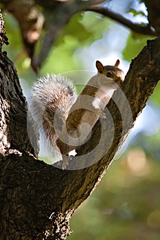 Wild eastern gray squirrel Sciurus carolinensis climbing up a tree