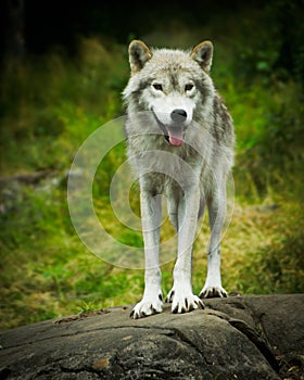 Wild, Eastern Gray Timber Wolf in Natural Habitat