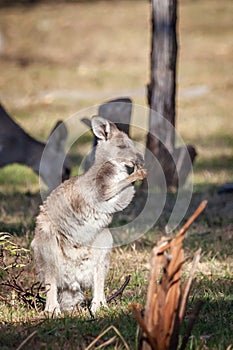 Wild Eastern Grey Kangaroo Joey, Woodlands Park, Victoria, Australia, November 2018