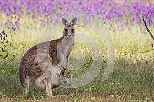 Wild Eastern Grey Kangaroo Mother and Joey, Woodlands Park, Victoria, Australia, November 2017