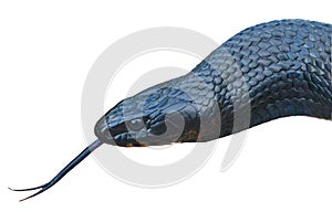 Wild Eastern Indigo snake - Drymarchon couperi - head and neck shot, with eye detail and tongue out.  Central Florida sandhill