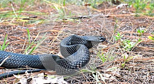 wild Eastern Indigo snake (Drymarchon couperi) with tongue out slithering over long leaf pine needles
