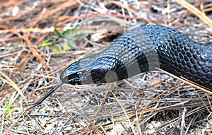 wild Eastern Indigo snake (Drymarchon couperi) with tongue out slithering over long leaf pine needles