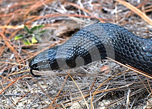 Wild Eastern Indigo snake Drymarchon couperi photo