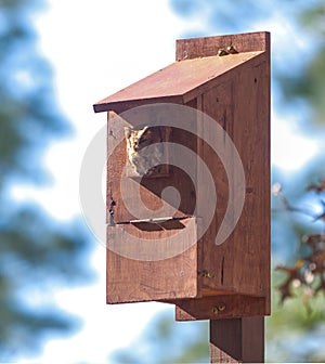 Wild eastern screech owl - Megascops asio - rufous or red phase morph looking peeking out of homemade nesting box