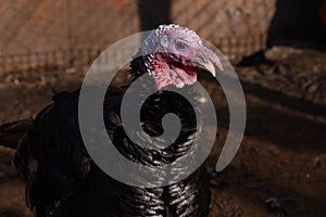 Wild Eastern turkey head shot close up