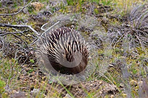 Wild Echidna spiny anteater in Victoria