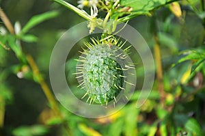 In the wild echinocystis lobata grows
