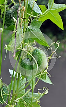 In the wild echinocystis lobata grows