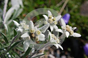 Wild edelweis