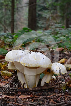 Wild, edible Gold flecked woodwax mushrooms