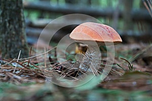 Wild edible mushroom