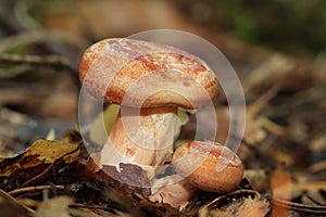 The wild edible mushroom Lactarius deliciosus grows in the forest. Commonly known as the saffron milk cap and red pine mushroom.