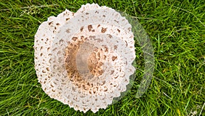 Wild Edible Mushroom