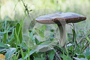 Wild edible mushroom Volvaria Vischiosa 2