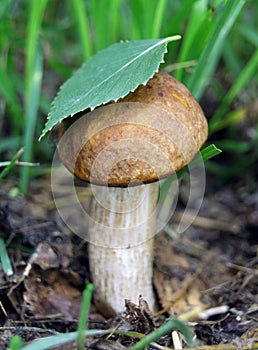 Wild edible mushrooms under a birch leaf