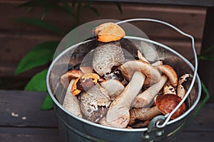 Wild edible orange and brown cap boletus mushrooms in can