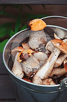 Wild edible orange and brown cap boletus mushrooms gathered in can