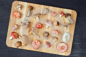 Wild edible various mushrooms on the wooden brown board on the dark background