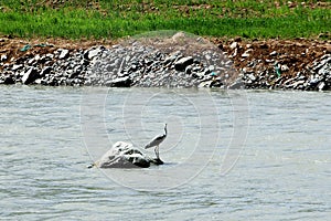 A wild egret is standing on a stone in the river..