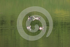 Wild Egyptian geese swim in the lake