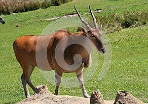 Wild Eland photo