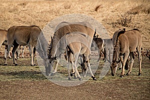 Wild eland antelopes in their natural habitat