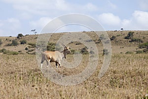 Wild eland
