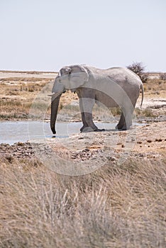 Wild elefant at water hole