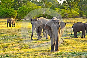 Wild elefants in the jungle