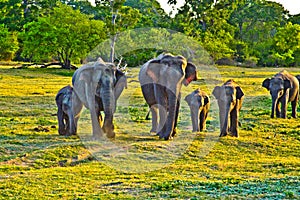 Wild elefants in the jungle