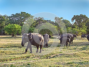 Wild elefants in the jungle