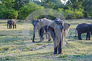 Wild elefants in the jungle