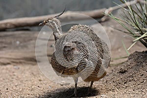 Wild Elegant Crested Tinamou with a Fallen Log