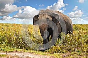 Divoký slon 