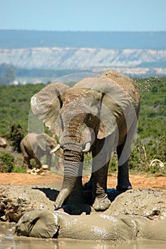 Wild Elephant photo
