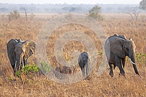 Wild Elephant