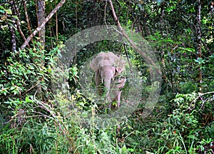 Wild Elephant