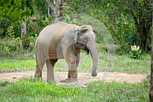 Wild Elephant