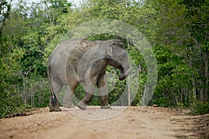 Wild Elephant