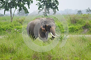 Wild Elephant