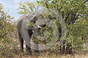 Wild elephant in Africa