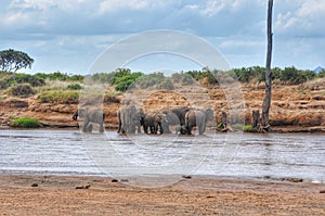 Wild Elephant in Africa